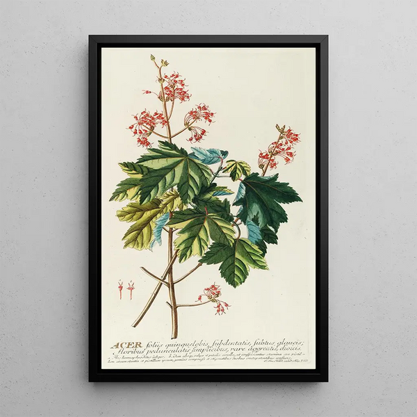 Acer - Georg Dionysius Ehret — framed artwork on a wall