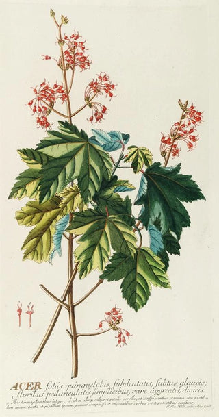 Georg Dionysius Ehret - Acer.webp