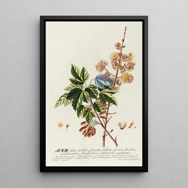 Acer II Painting - Georg Dionysius Ehret — framed artwork on a wall