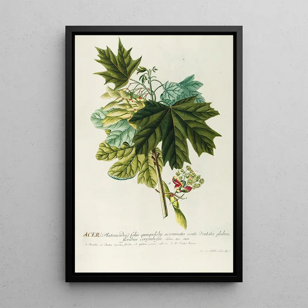 Acer III - Georg Dionysius Ehret — framed artwork on a wall