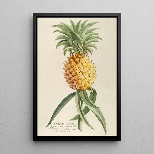 Pineapple - Georg Dionysius Ehret — framed artwork on a wall