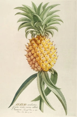 Georg Dionysius Ehret - Ananas.webp