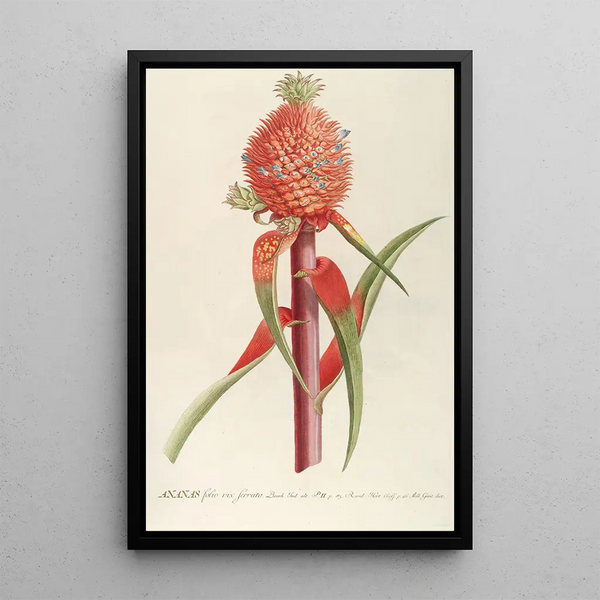 Pineapple II - Georg Dionysius Ehret — framed artwork on a wall