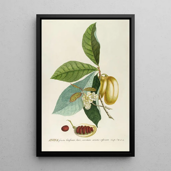 Anone - Georg Dionysius Ehret — framed artwork on a wall
