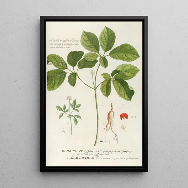 Araliastrum - Georg Dionysius Ehret — framed artwork on a wall