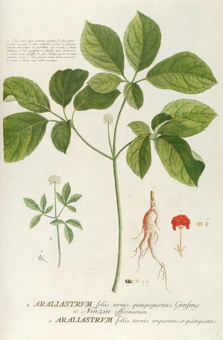 Georg Dionysius Ehret - Araliastrum.webp