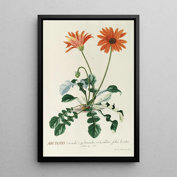 Arctotis - Georg Dionysius Ehret — framed artwork on a wall