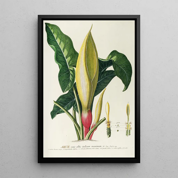 Arum - Georg Dionysius Ehret — framed artwork on a wall