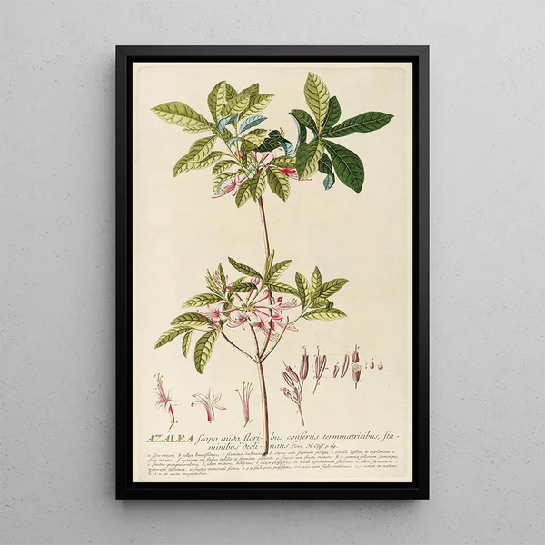 Azalée - Georg Dionysius Ehret — framed artwork on a wall