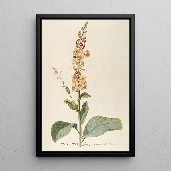 Blattaria - Georg Dionysius Ehret — framed artwork on a wall