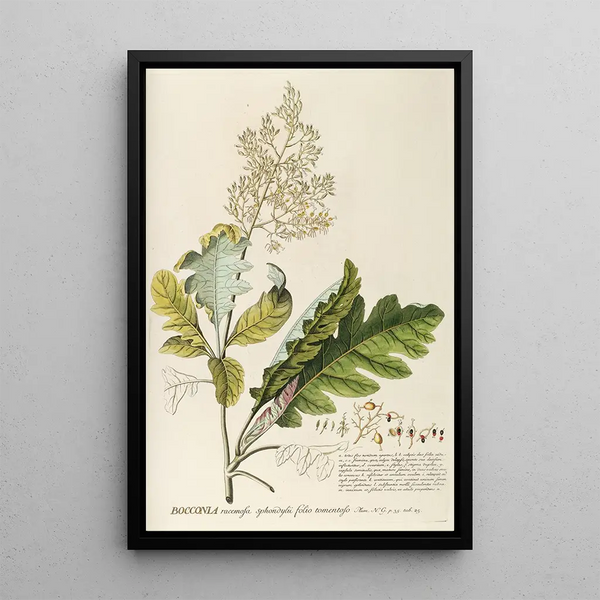 Bocconia - Georg Dionysius Ehret — framed artwork on a wall