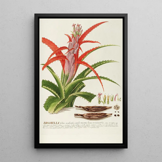 Georg Dionysius Ehret - Bromelia.webp