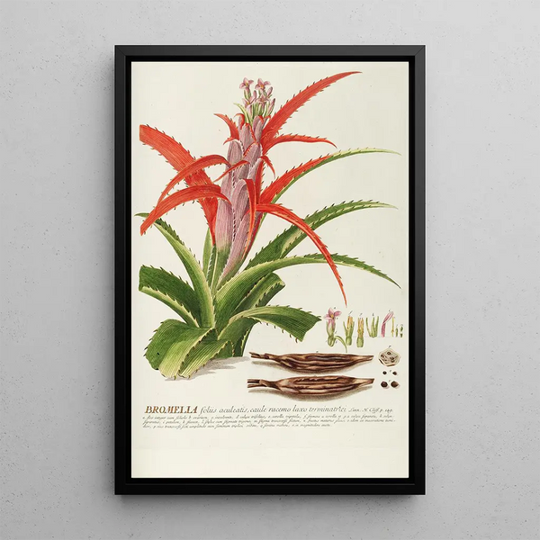 Bromélia - Georg Dionysius Ehret — framed artwork on a wall