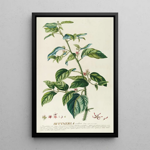 Byttneria - Georg Dionysius Ehret — framed artwork on a wall