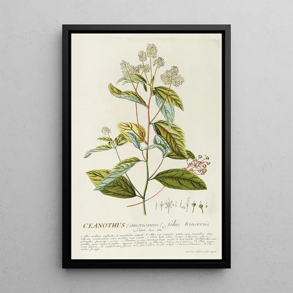 Céanothe - Georg Dionysius Ehret — framed artwork on a wall