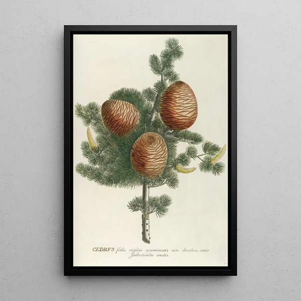 Cedar - Georg Dionysius Ehret — framed artwork on a wall