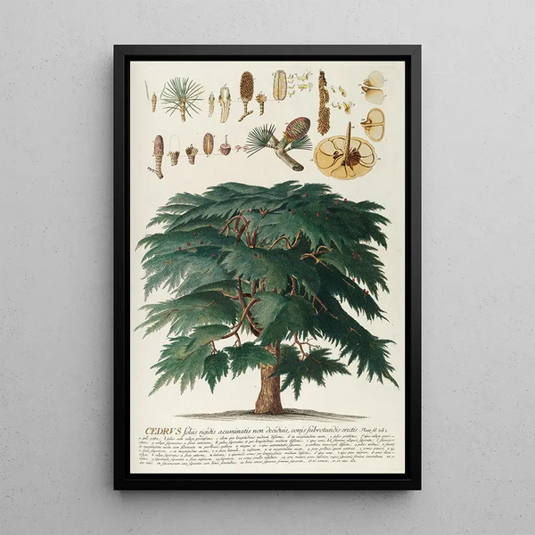 Cedar II - Georg Dionysius Ehret — framed artwork on a wall