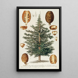 Georg Dionysius Ehret - Cedrus III.webp