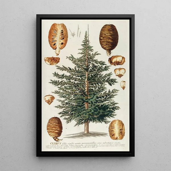 Cedar III - Georg Dionysius Ehret — framed artwork on a wall