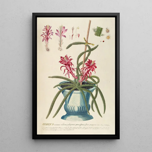 Cierge II - Georg Dionysius Ehret — framed artwork on a wall