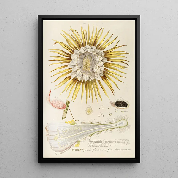 Cierge IV - Georg Dionysius Ehret — framed artwork on a wall