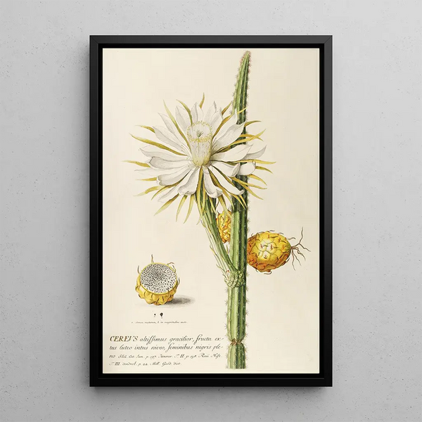 Cierge - Georg Dionysius Ehret — framed artwork on a wall