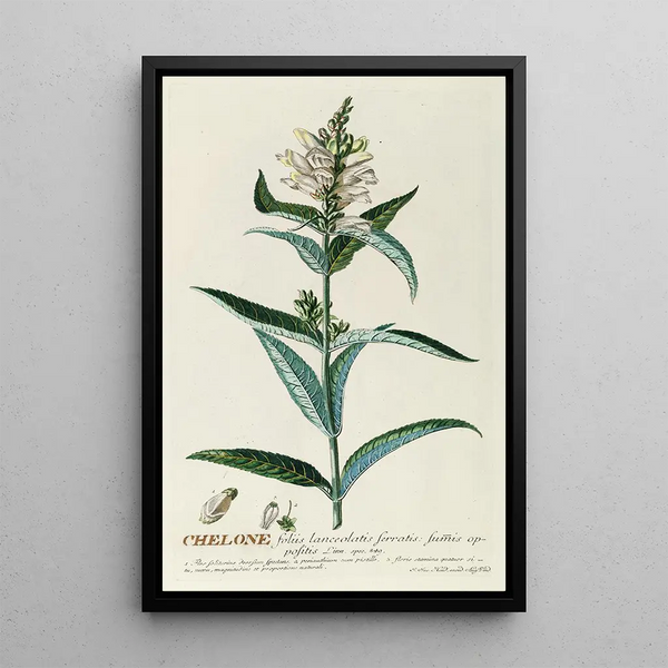 Chélone - Georg Dionysius Ehret — framed artwork on a wall