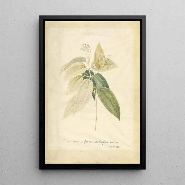 Cinnamomum - Georg Dionysius Ehret — framed artwork on a wall