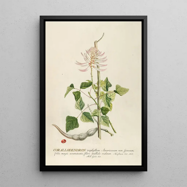 Corallodendron - Georg Dionysius Ehret — framed artwork on a wall