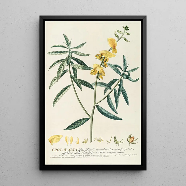 Crotalaria - Georg Dionysius Ehret — framed artwork on a wall