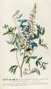 Crotalaria II - Georg Dionysius Ehret — artwork view