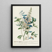 Crotalaria II - Georg Dionysius Ehret — framed artwork on a wall