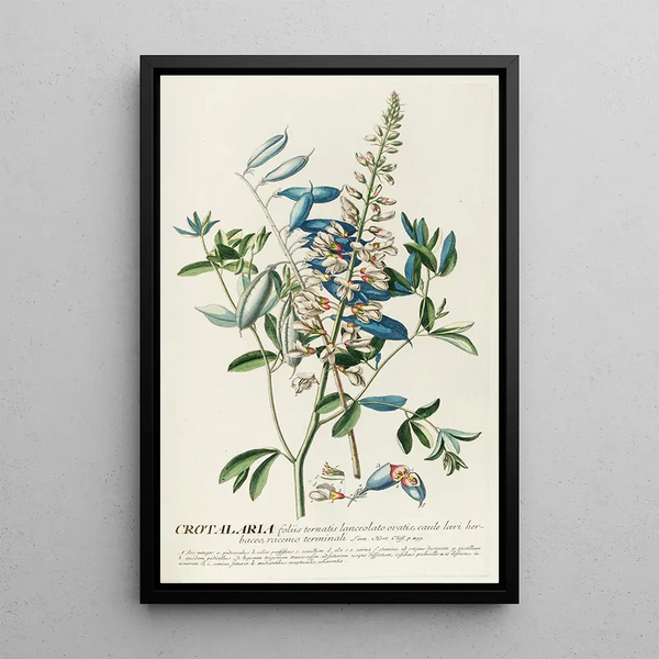 Crotalaria II - Georg Dionysius Ehret — framed artwork on a wall