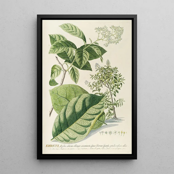 Ehretia - Georg Dionysius Ehret — framed artwork on a wall