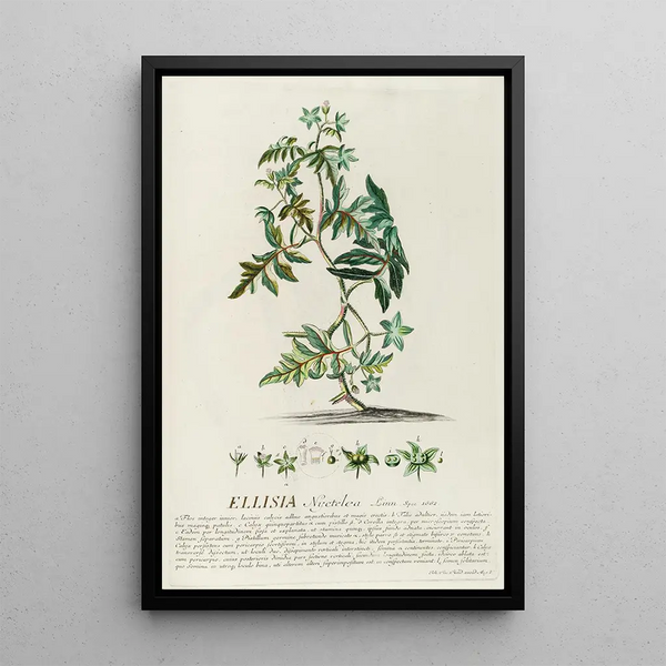 Ellisia - Georg Dionysius Ehret — framed artwork on a wall