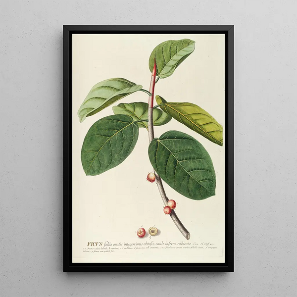 Fig Tree Painting - Georg Dionysius Ehret — framed artwork on a wall