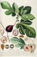 Fig Tree Painting II - Georg Dionysius Ehret — artwork view