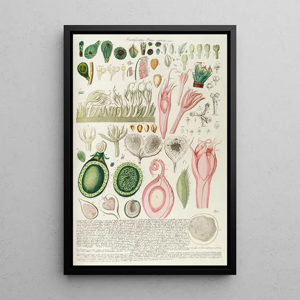 Fig Tree III - Georg Dionysius Ehret — framed artwork on a wall