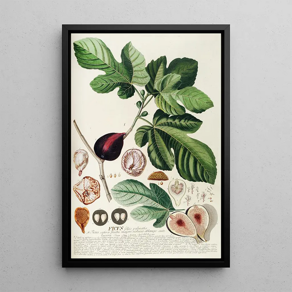Fig Tree Painting II - Georg Dionysius Ehret — framed artwork on a wall
