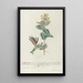Galega Painting - Georg Dionysius Ehret — framed artwork on a wall