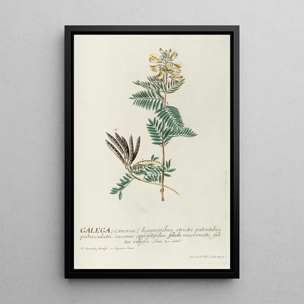 Galega Painting - Georg Dionysius Ehret — framed artwork on a wall