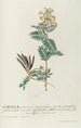 Galega Painting - Georg Dionysius Ehret — artwork view