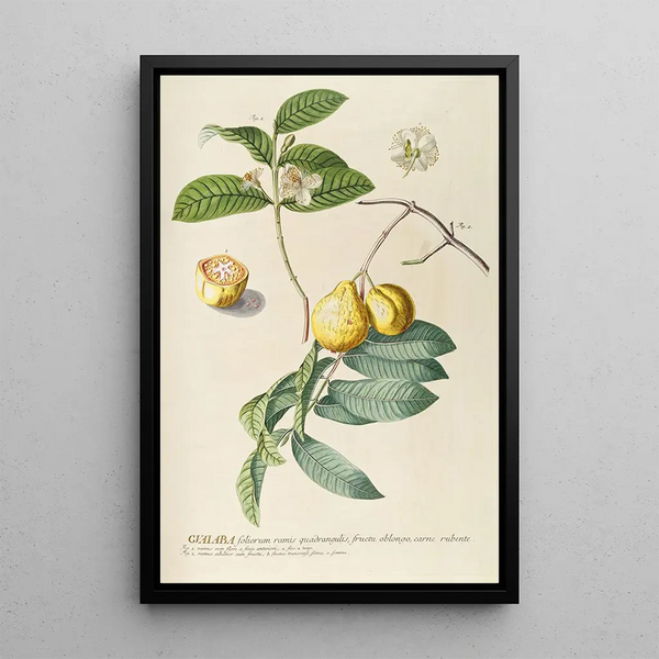 Goyave - Georg Dionysius Ehret — framed artwork on a wall