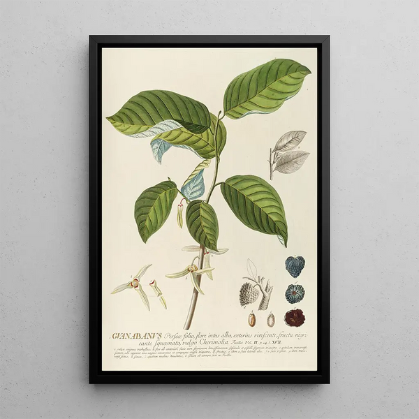 Guanabanus - Georg Dionysius Ehret — framed artwork on a wall