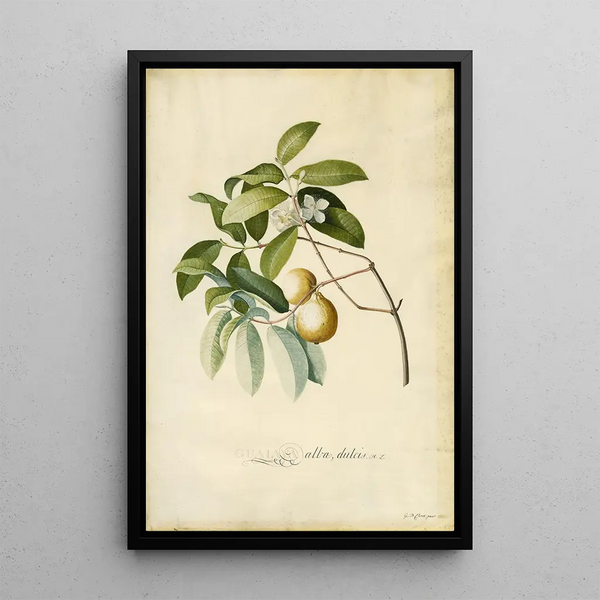 Goyavier Painting - Georg Dionysius Ehret — framed artwork on a wall