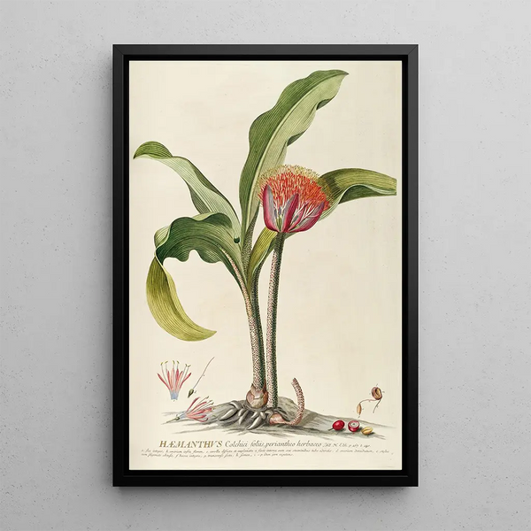 Hemanthe - Georg Dionysius Ehret — framed artwork on a wall