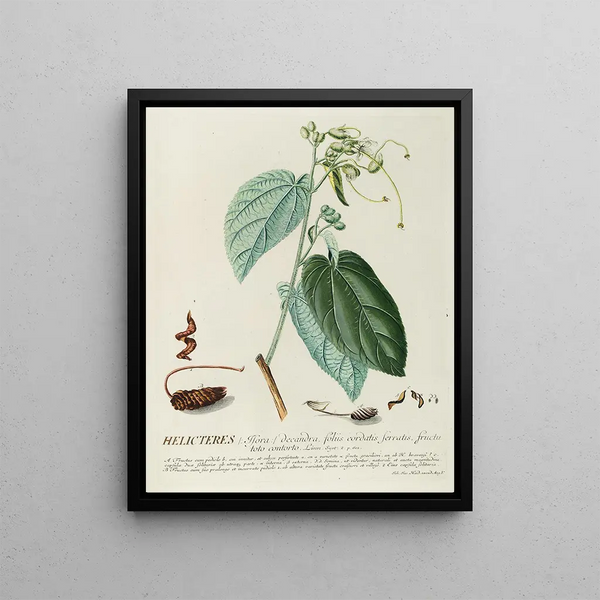 Hélicteres - Georg Dionysius Ehret — framed artwork on a wall