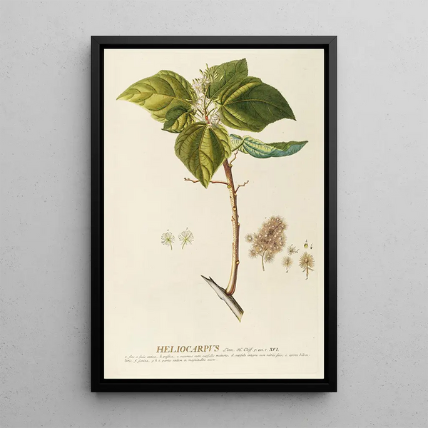 Heliocarpus - Georg Dionysius Ehret — framed artwork on a wall