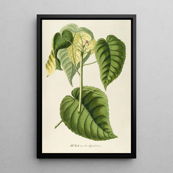Hura - Georg Dionysius Ehret — framed artwork on a wall