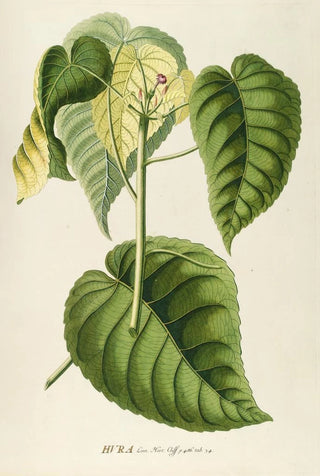 Hura - Georg Dionysius Ehret — artwork view